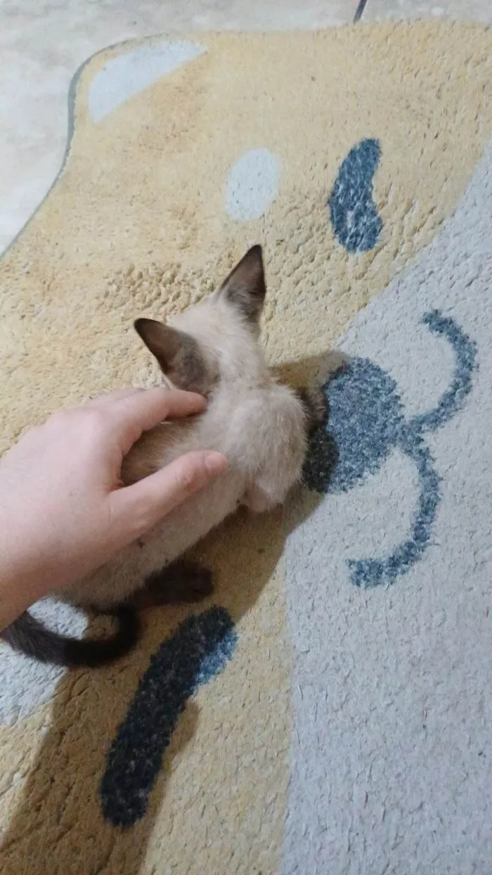 Gato ra a Siamês idade Abaixo de 2 meses nome Não tem nome 