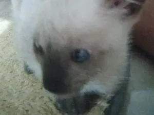 Gato ra a Siamês idade Abaixo de 2 meses nome Não tem nome 