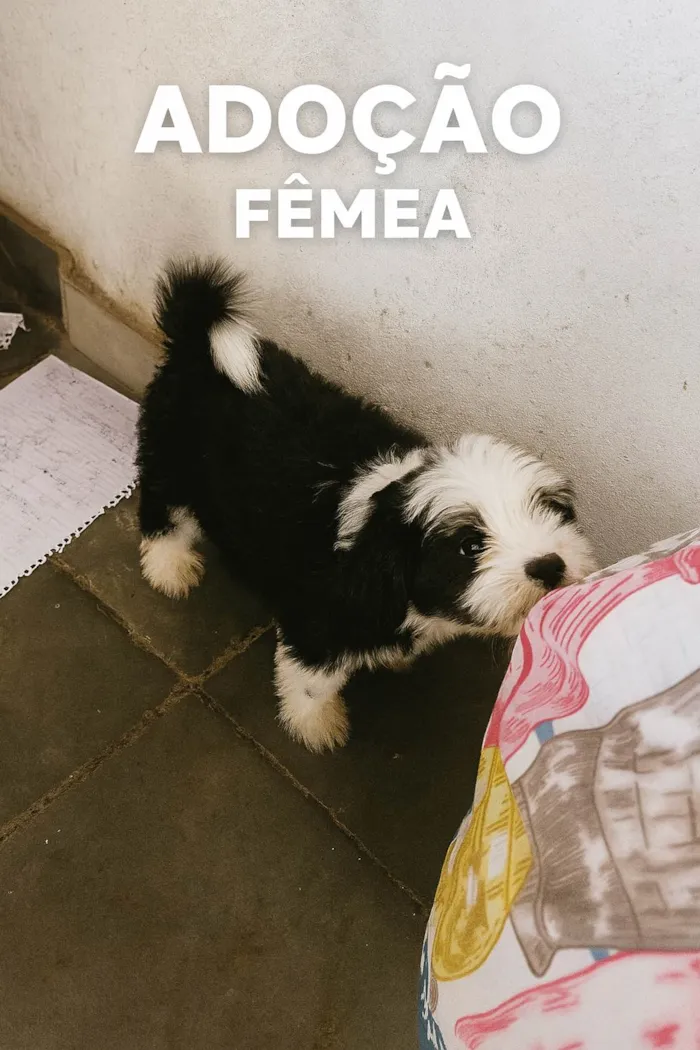 Cachorro ra a Shitzu idade 2 a 6 meses nome Aurora