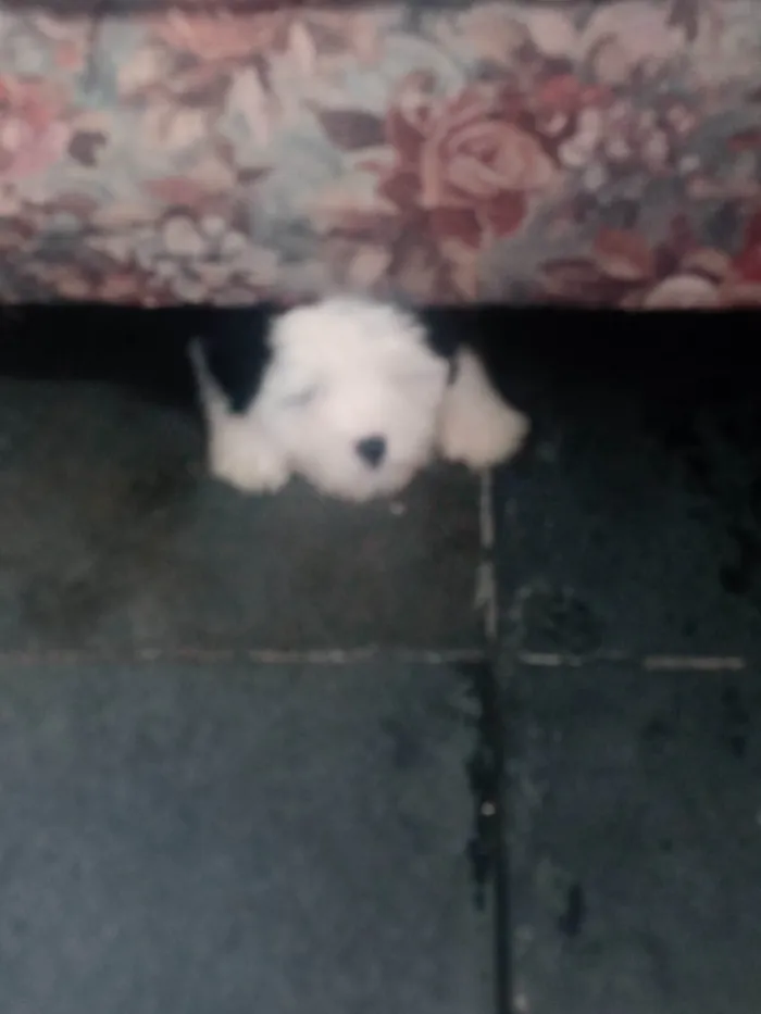 Cachorro ra a Shitzu idade 2 a 6 meses nome Aurora