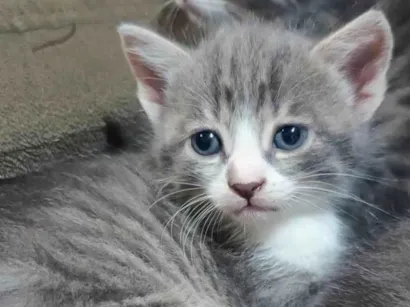 Gato raça SRD-ViraLata idade Abaixo de 2 meses nome Sem nomes