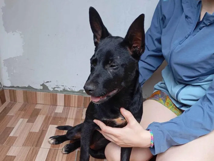 Cachorro raça SRD-ViraLata idade 2 a 6 meses nome Pandora 