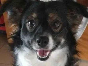 Cachorro raça SRD-ViraLata idade 2 anos nome Tunico