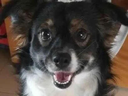 Cachorro raça SRD-ViraLata idade 2 anos nome Tunico