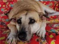 Cachorro raça SRD-ViraLata idade 3 anos nome Melissa