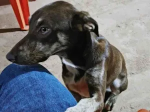 Cachorro raça SRD-ViraLata idade 1 ano nome Luna 