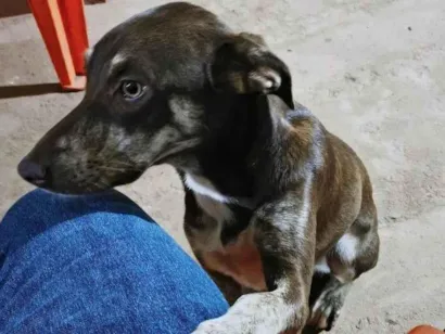 Cachorro raça SRD-ViraLata idade 1 ano nome Luna 