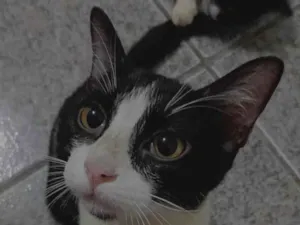 Gato raça Persa idade 1 ano nome Cookie