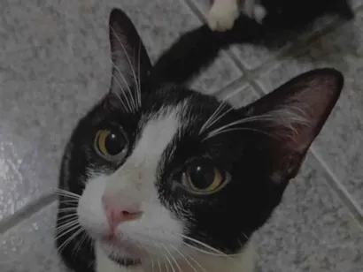 Gato raça Persa idade 1 ano nome Cookie