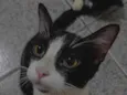 Gato raça Persa idade 1 ano nome Cookie