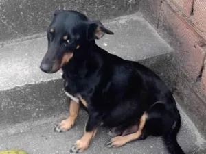 Cachorro raça SRD-ViraLata idade 6 ou mais anos nome Hannah 