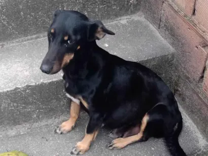 Cachorro raça SRD-ViraLata idade 6 ou mais anos nome Hannah 