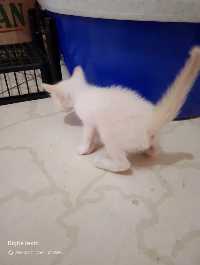 Pet, Nina, totoi, anoimir, 