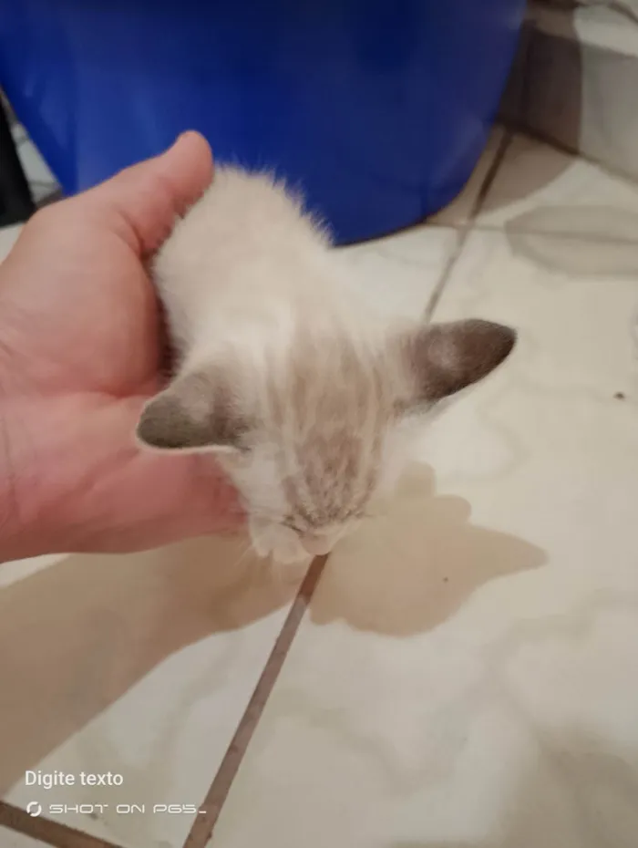 Gato ra a Exótico idade 2 a 6 meses nome Pet, Nina, totoi, anoimir, 