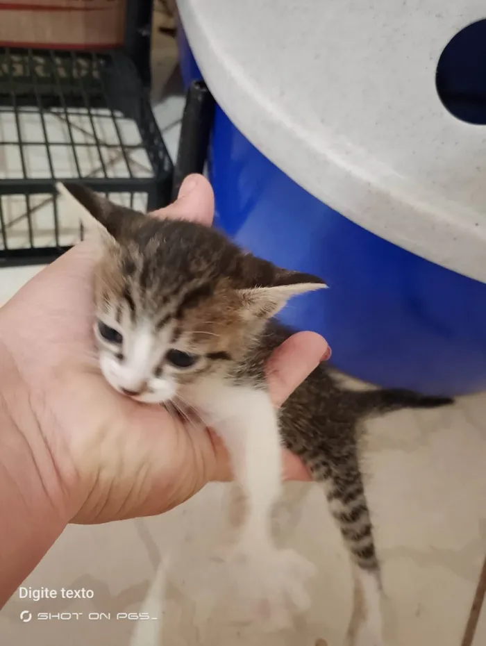 Gato ra a Exótico idade 2 a 6 meses nome Pet, Nina, totoi, anoimir, 