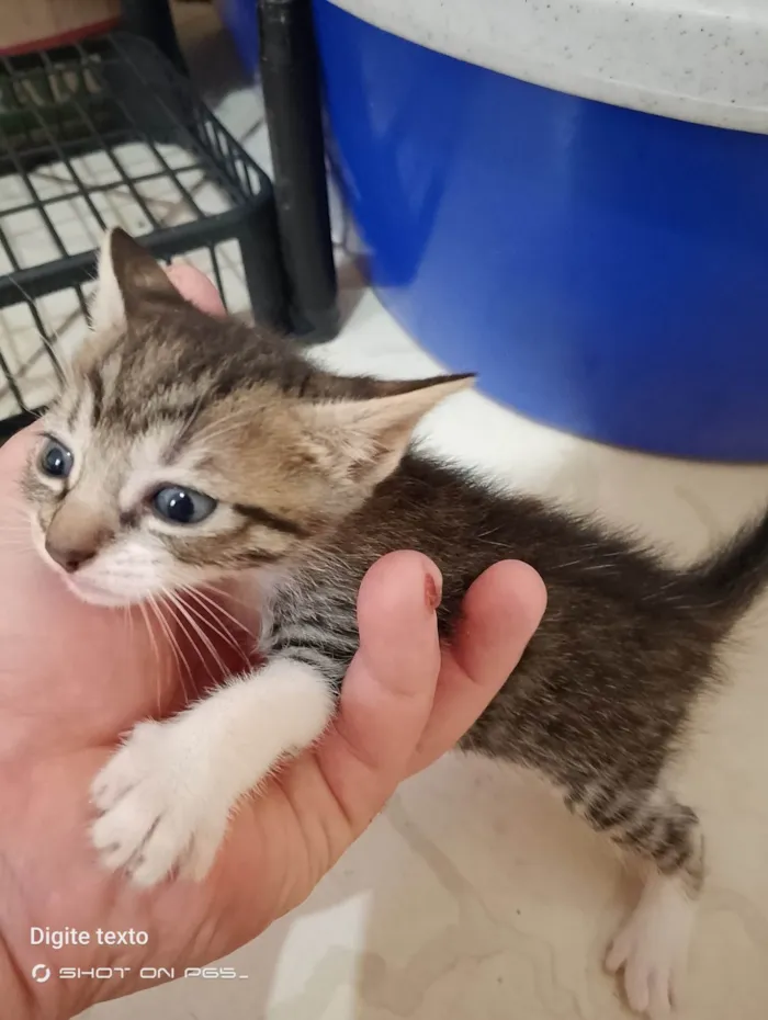 Gato ra a Exótico idade 2 a 6 meses nome Pet, Nina, totoi, anoimir, 