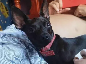 Cachorro raça Pinscher idade 2 anos nome Luffy