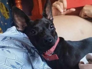 Cachorro raça Pinscher idade 2 anos nome Luffy