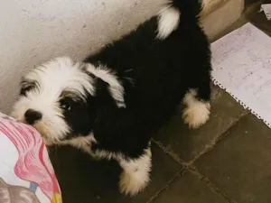 Cachorro raça Shitzu idade 2 a 6 meses nome Aurora