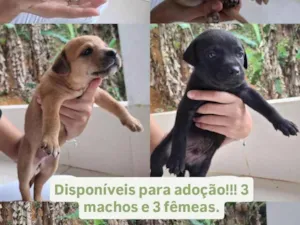 Cachorro raça SRD-ViraLata idade Abaixo de 2 meses nome Sem nomes ainda