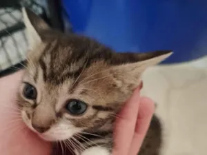 Gato raça Exótico idade 2 a 6 meses nome Pet, Nina, totoi, anoimir, 