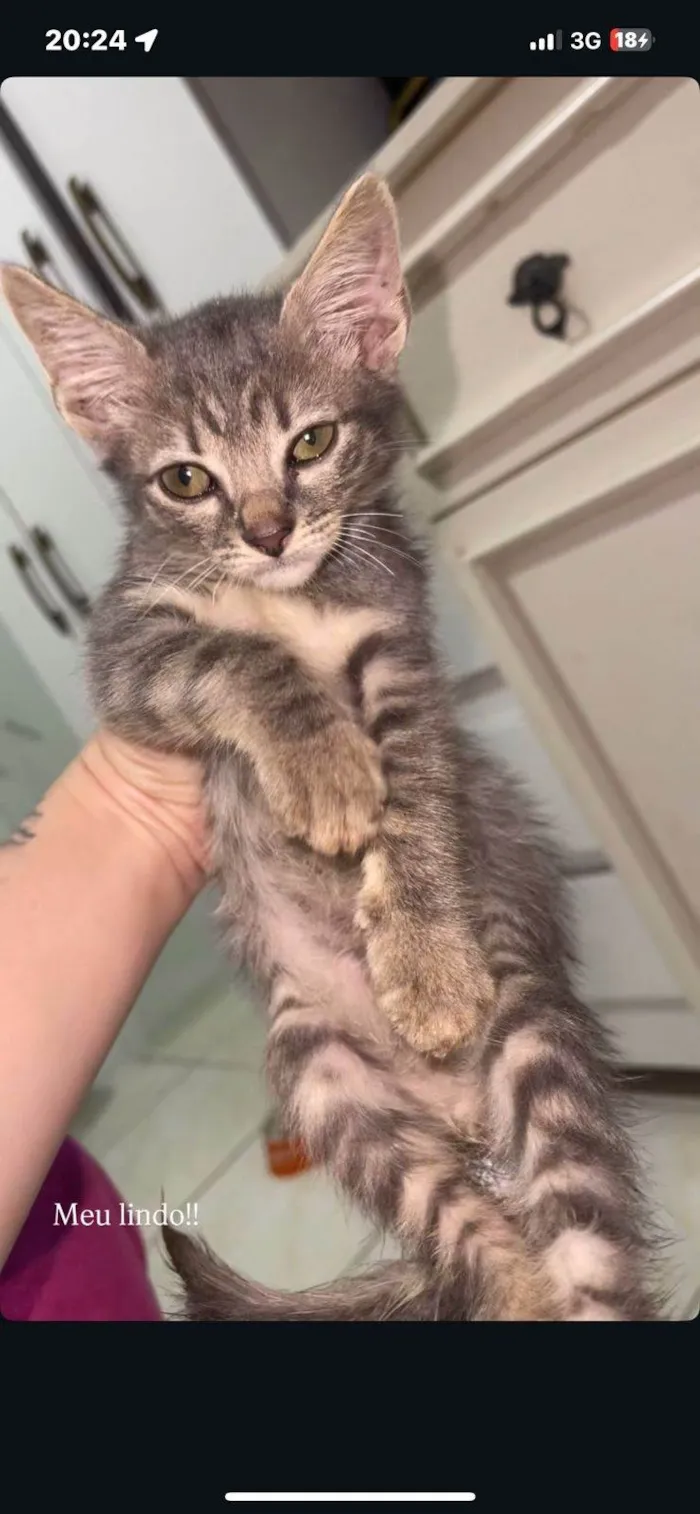 Gato ra a SRD-ViraLata idade 2 a 6 meses nome Theodoro