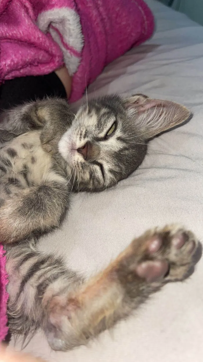 Gato ra a SRD-ViraLata idade 2 a 6 meses nome Theodoro