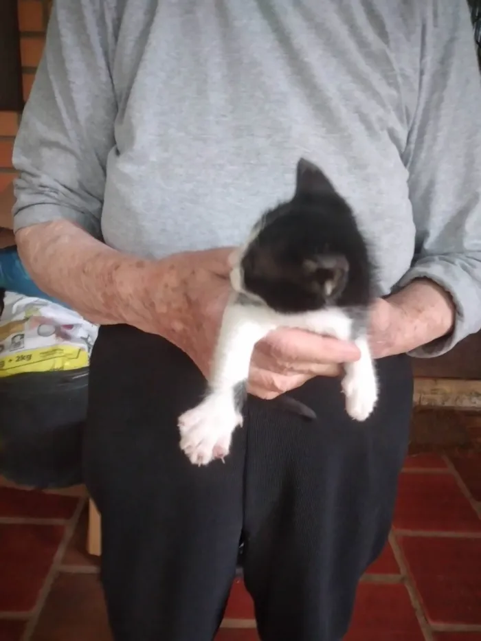 Gato ra a SRD-ViraLata idade 2 a 6 meses nome Gatinho