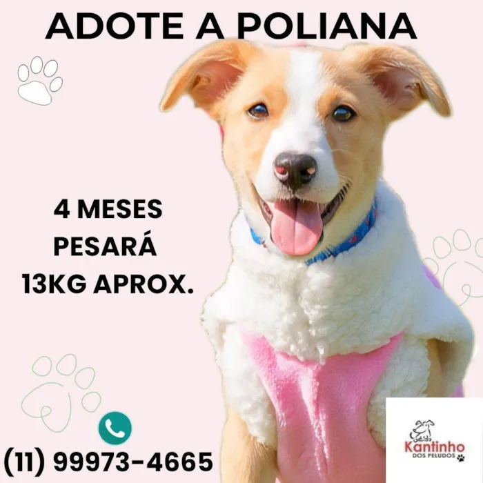 Cachorro ra a SRD-ViraLata idade 2 a 6 meses nome Poliana 