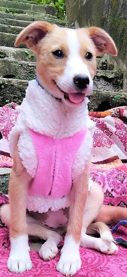 Cachorro ra a SRD-ViraLata idade 2 a 6 meses nome Poliana 