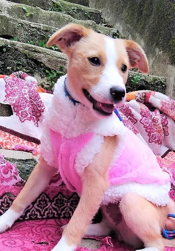 Cachorro ra a SRD-ViraLata idade 2 a 6 meses nome Poliana 