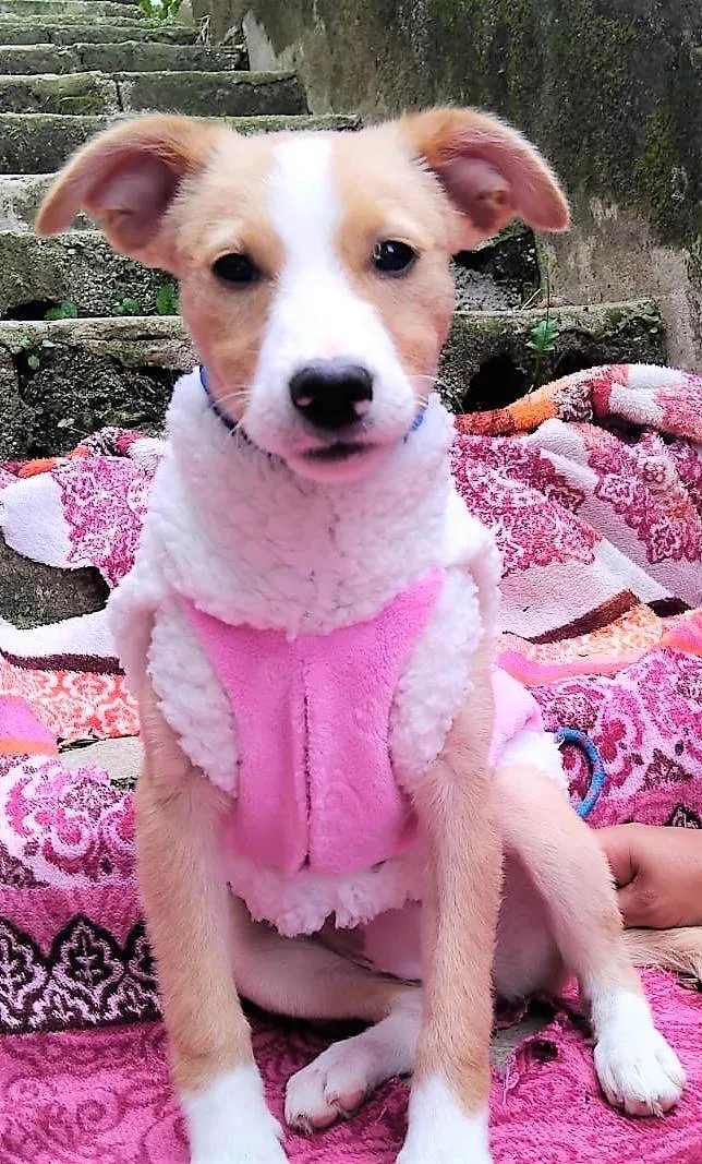 Cachorro ra a SRD-ViraLata idade 2 a 6 meses nome Poliana 