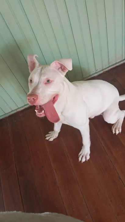 Cachorro ra a Pit-Bull idade 7 a 11 meses nome Talibã 
