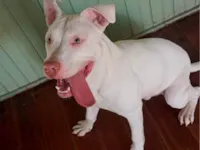 Cachorro ra a Pit-Bull idade 7 a 11 meses nome Talibã 
