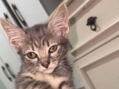 Gato raça SRD-ViraLata idade 2 a 6 meses nome Theodoro