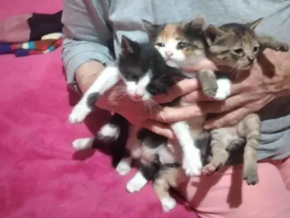 Gato raça SRD-ViraLata idade 2 a 6 meses nome Gatinho