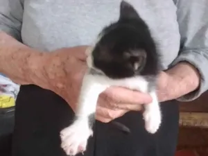Gato ra a SRD-ViraLata idade 2 a 6 meses nome Gatinho