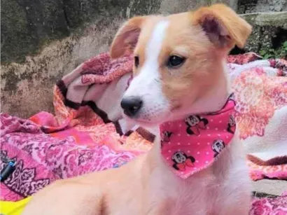 Cachorro ra a SRD-ViraLata idade 2 a 6 meses nome Poliana 