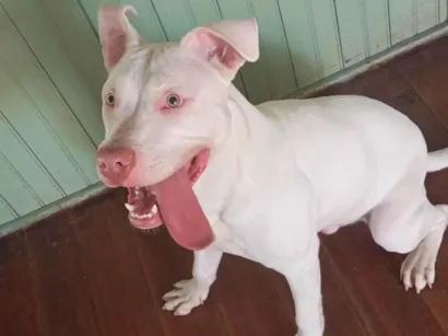 Cachorro raça Pit-Bull idade 7 a 11 meses nome Talibã 