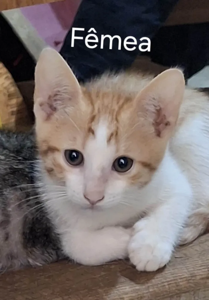 GATINHOS PARA ADOÇÃO NO BAIRRO NEVA EM CASCAVEL!