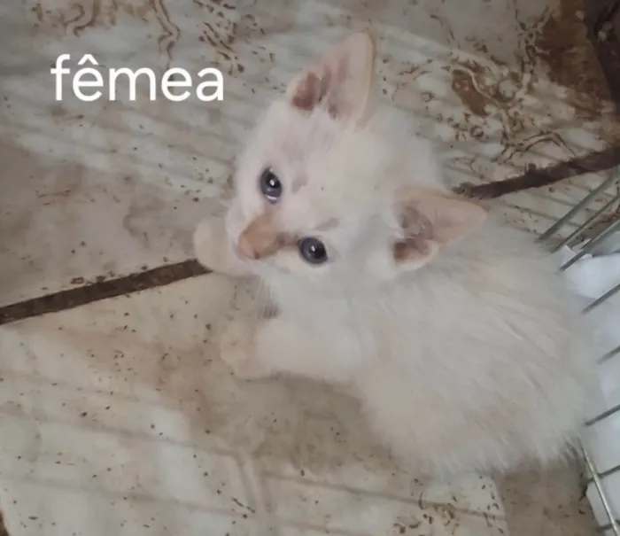 GATINHOS PARA ADOÇÃO NO BAIRRO NEVA EM CASCAVEL!