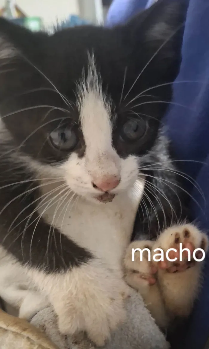 GATINHOS PARA ADOÇÃO NO BAIRRO NEVA EM CASCAVEL!