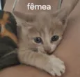 Gato ra a SRD-ViraLata idade 2 a 6 meses nome GATINHOS PARA ADOÇÃO NO BAIRRO NEVA EM CASCAVEL!