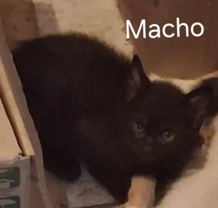 Gato ra a SRD-ViraLata idade 2 a 6 meses nome GATINHOS PARA ADOÇÃO NO BAIRRO NEVA EM CASCAVEL!