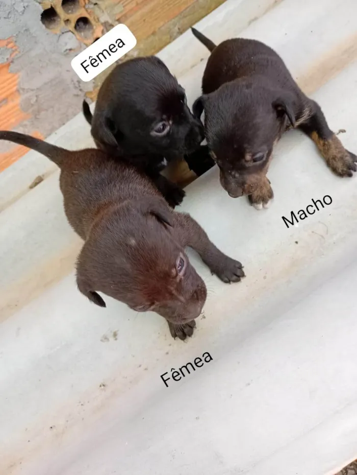Cachorro ra a SRD-ViraLata idade Abaixo de 2 meses nome SRD - porte M