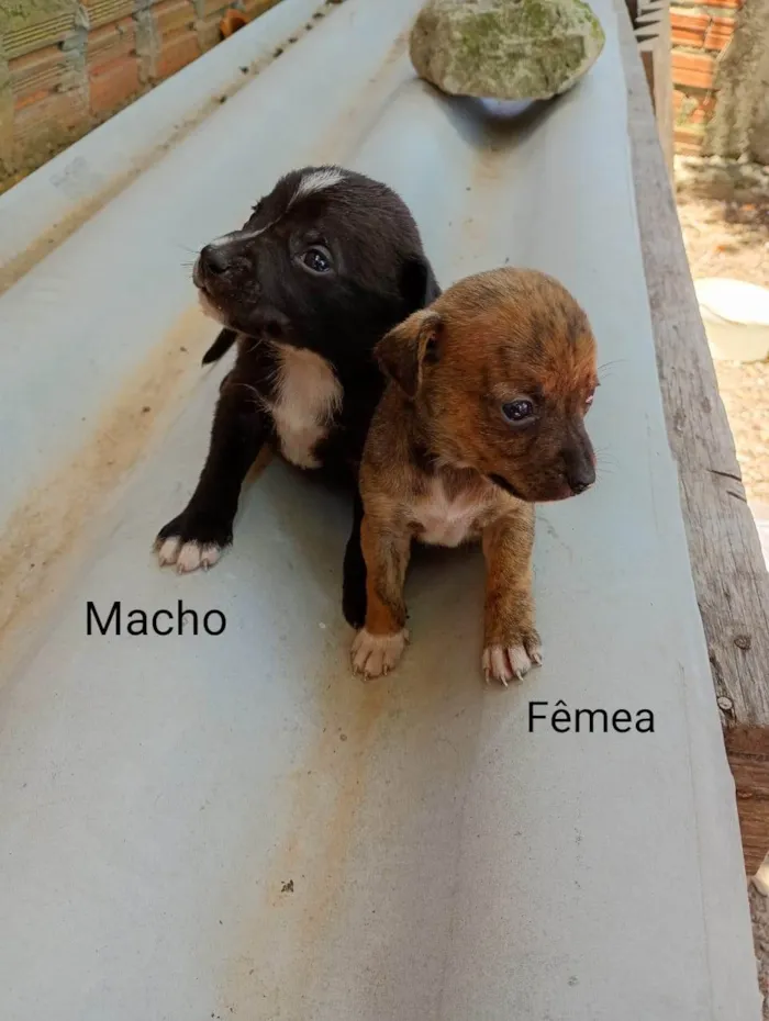 Cachorro ra a SRD-ViraLata idade Abaixo de 2 meses nome SRD - porte M