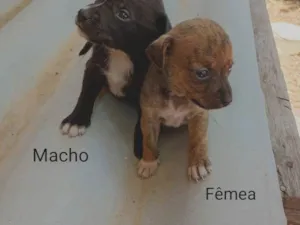 Cachorro ra a SRD-ViraLata idade Abaixo de 2 meses nome SRD - porte M