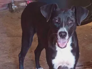 Cachorro ra a SRD-ViraLata idade 7 a 11 meses nome Kiara