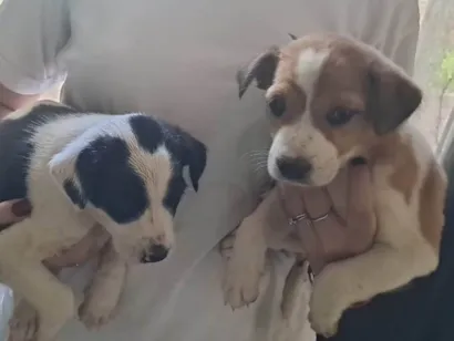 Cachorro raça SRD-ViraLata idade 2 a 6 meses nome Camila 