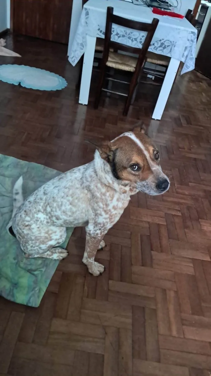 Cachorro ra a SRD-ViraLata idade 4 anos nome Liebe